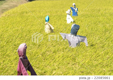 田んぼのカカシ 22085661
