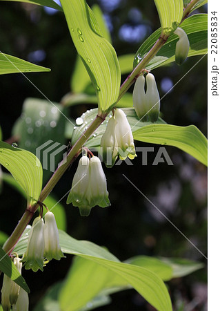 ナルコユリの花 22085834