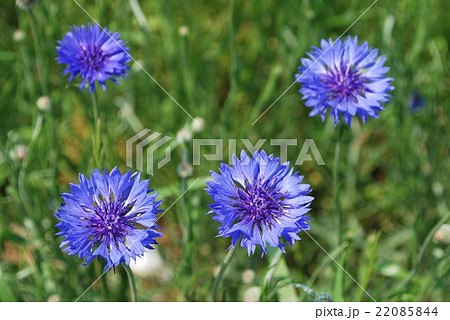ヤグルマギクと春の緑 ヤグルマギクと春の緑 22085844