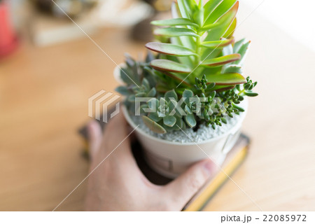 観葉植物. 22085972