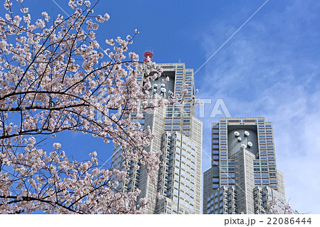 新宿中央公園のサクラと東京都庁の写真素材