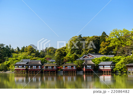長岡天満宮の満開の霧島ツツジ 長岡天満宮の満開の霧島ツツジ 22086482