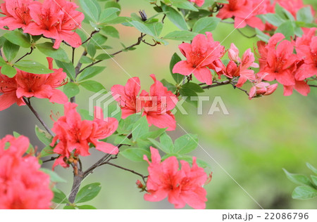 ヤマツツジ ヤマツツジ 22086796