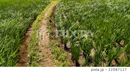 あぜ道 あぜ道 22087117