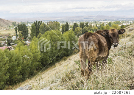 landscape in Tien Shan mountains in Kyrgyzstan. landscape in Tien Shan mountains in Kyrgyzstan. 22087265