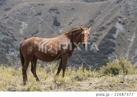 Horses in Kyrgyzstan mountain landscape Ala-Archa Horses in Kyrgyzstan mountain landscape Ala-Archa 22087377