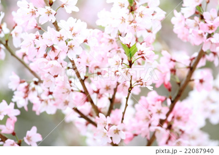 桜 22087940