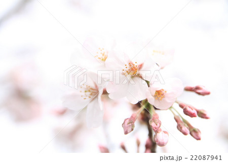 桜 22087941