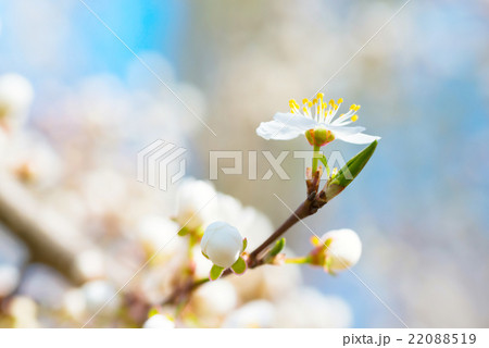 Spring blossoming white spring flowers Spring blossoming white spring flowers 22088519