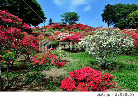 茨城県笠間市　笠間つつじ公園　笠間つつじ祭り 22088658
