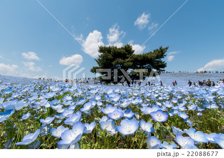 春のみはらしの丘（国営ひたち海浜公園） 22088677