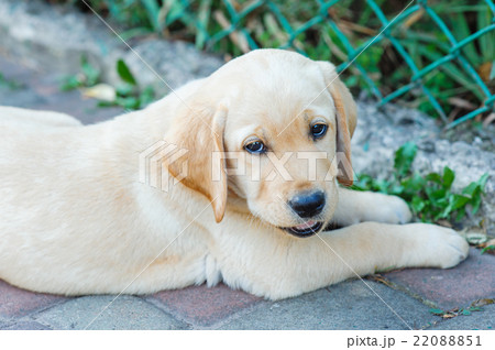 Labrador retriever puppy in the yard 22088851