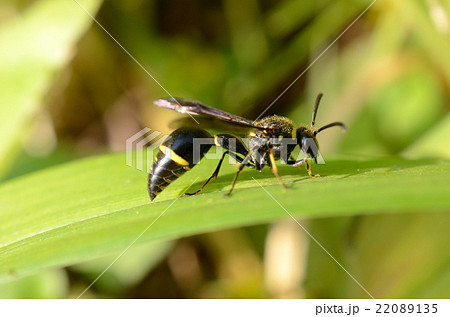 ミカドトックリバチ 帝徳利蜂の写真素材 2135