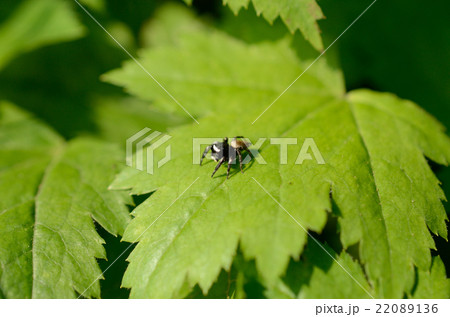 マミジロハエトリグモ・眉白蠅捕蜘蛛 マミジロハエトリグモ・眉白蠅捕蜘蛛 22089136