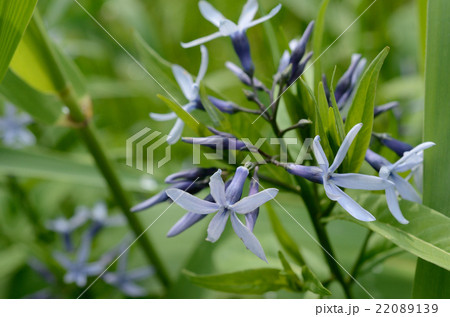 チョウジソウ・丁字草の花 チョウジソウ・丁字草の花 22089139