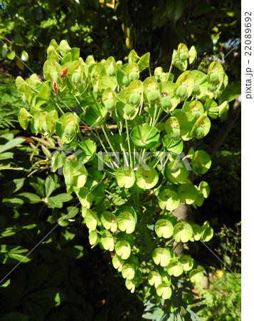 緑色の花「ユーフォルビア・ウルフェニー」 22089692