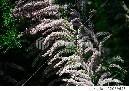 糸魚川真柏・イトイガワシンパクの花の写真素材 [22089693] - PIXTA