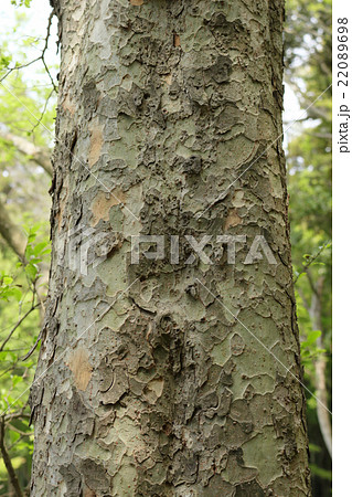 アキニレの幹 22089698