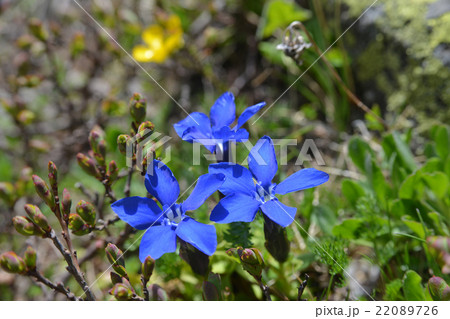 Gentiana 22089726