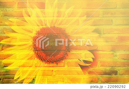 sunflower bush and texture of layer bricks sunflower bush and texture of layer bricks 22090292