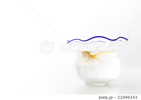 金魚　 22090343