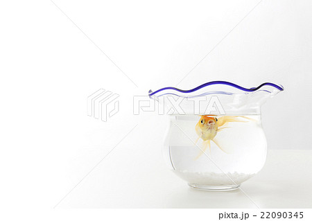 金魚　 22090345