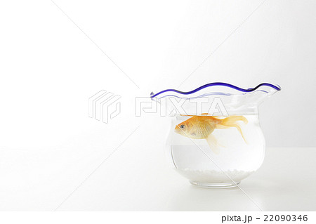 金魚　 22090346