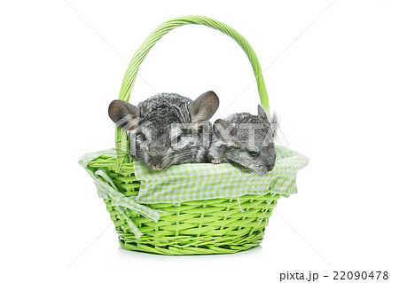 Two chinchillas isolated over white background 22090478