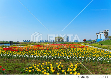 都市農業公園の河川敷に咲くカラフルなチューリップ畑と青空 都市農業公園の河川敷に咲くカラフルなチューリップ畑と青空 22090844