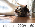 みつめる三毛猫 22091160