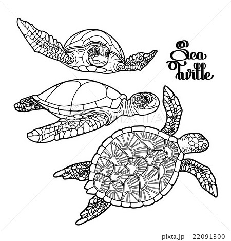 Hawksbill sea turtle collection 22091300
