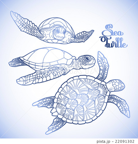 Hawksbill sea turtle collection 22091302