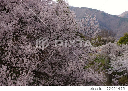 真田丸元城　桜咲く春の信州上田城(真田城) 22091496