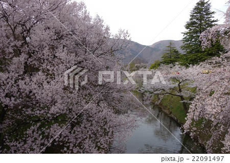 真田丸元城 桜咲く春の信州上田城(真田城) 真田丸元城 桜咲く春の信州上田城(真田城) 22091497