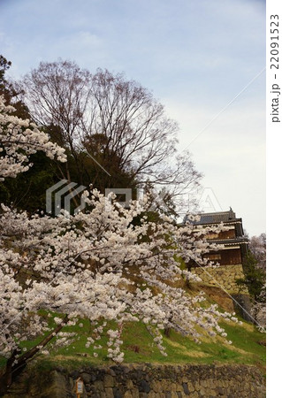 真田丸元城　桜咲く春の信州上田城(真田城) 22091523
