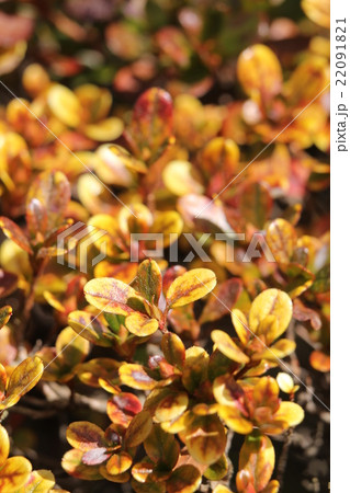 ヒノデキリシマ 22091821