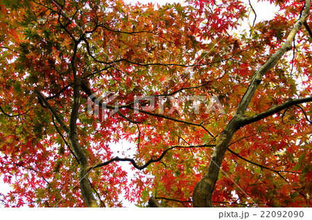 紅葉 22092090