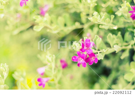 Purple flower blur background Purple flower blur background 22092112