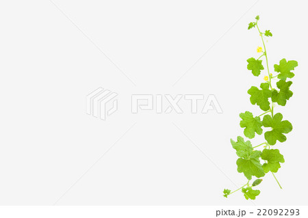 Melon tree on white background. 22092293