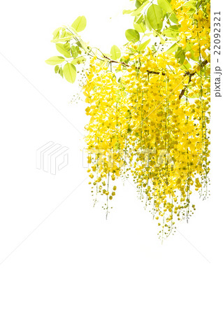 yellow Golden shower flower isolate on white bac 22092321
