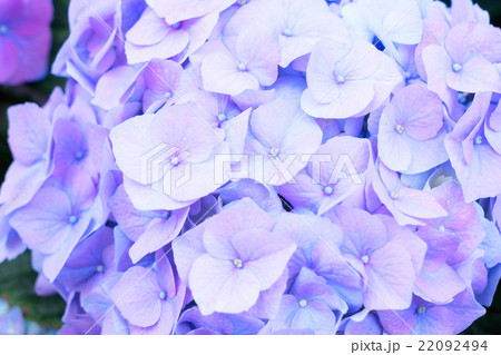 blue hortensia flowers blue hortensia flowers 22092494