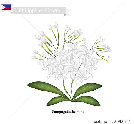 Sampaguita Jasmine Flower Of Philippinesのイラスト素材