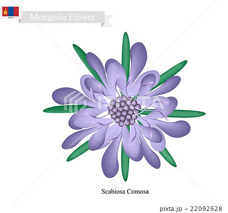 Scabiosa Comosa Flower Flower of Mongolia 22092628