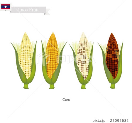 Fresh Corn, A Famous Fruit in Laos 22092682