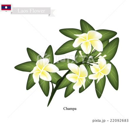 Lao, Champa or Plumeria Frangipanis Lao, Champa or Plumeria Frangipanis 22092683