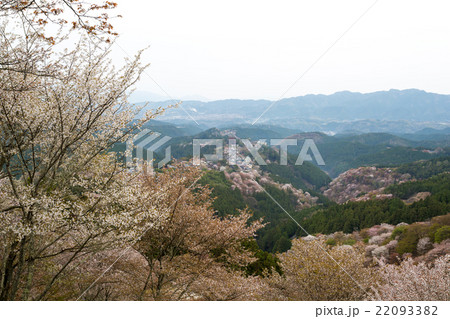 吉野桜 上千本 22093382
