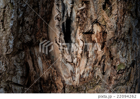 tree in dry season, background is blue sky. 22094262