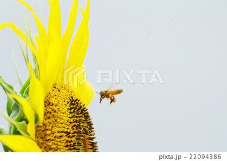 花粉玉を抱える蜜蜂の写真素材