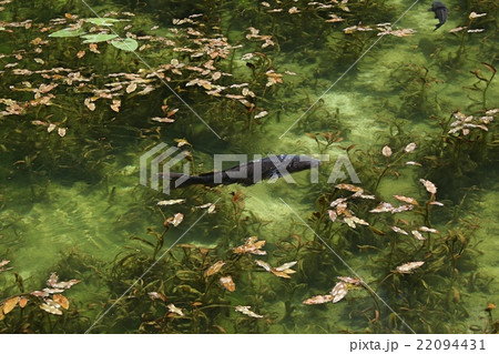 モネの池 モネの池 22094431