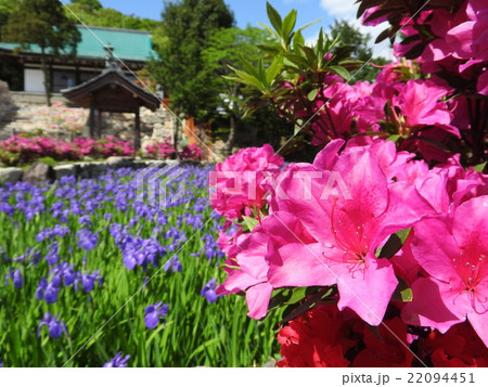 カキツバタ満開の神戸市の花の名所「多聞寺」 22094451